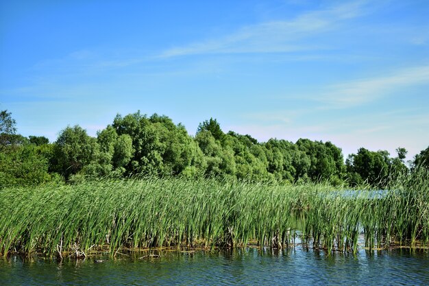 blue big forest lake and blue sky