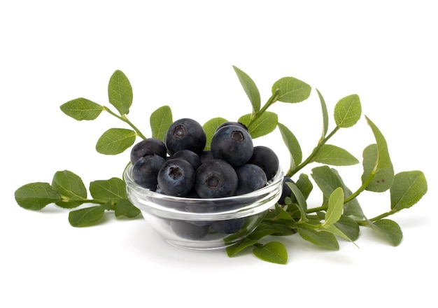 Blue bilberry or whortleberry