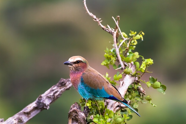 Синяя птица на сухом дереве. Тарангире, Танзанья
