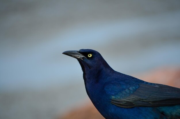 Foto un uccello blu che guarda indietro sullo sfondo sfocato