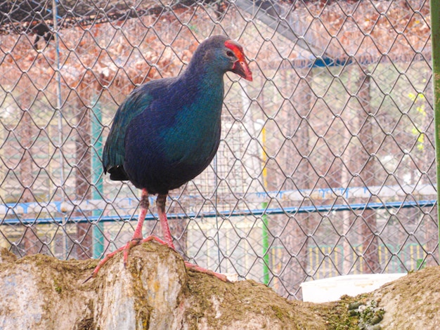 A blue bird is standing on a log