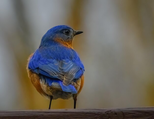 Foto un uccello blu appoggiato su una ringhiera