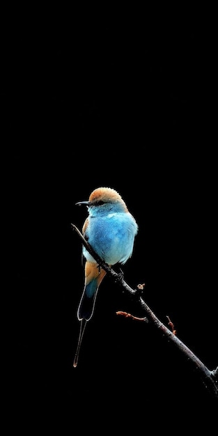 a blue bird sitting on top of a tree branch