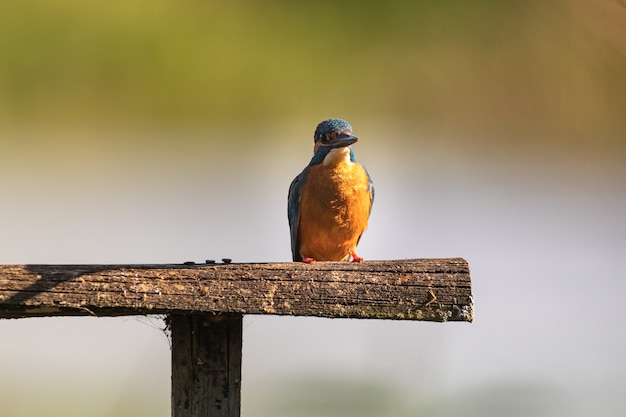 blue bird on trunk during the day