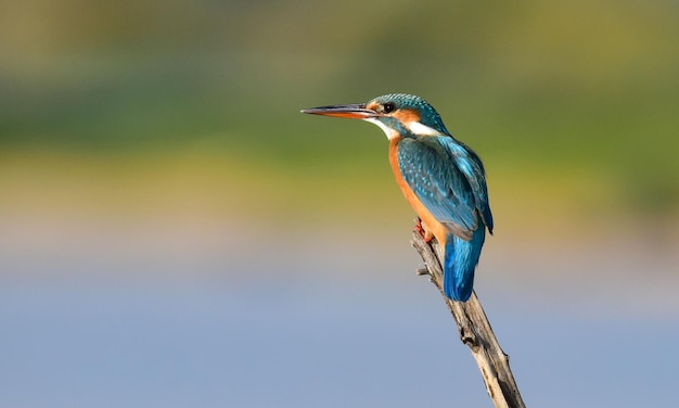 Foto un uccello blu con un lungo becco si siede su un ramo.