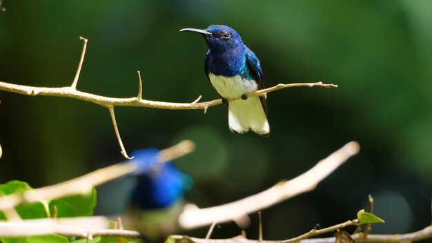 A blue bird with white wings sits on a branch