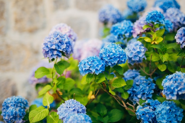 Blue blue pink flowers hydrangea in the old town of perast