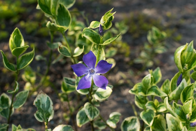 青い植物ツルニチニチソウの植物またはビンカマイナーのクローズアップ