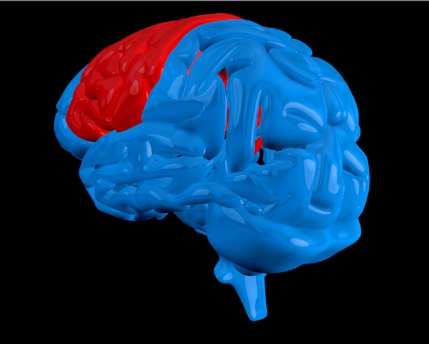 Foto cervello blu con cerebrum evidenziato