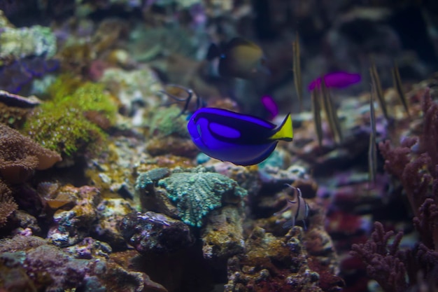 Blue bright fish surgeon on the background of multi-colored corals.