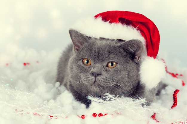 Blue british kitten wearing Santa hat
