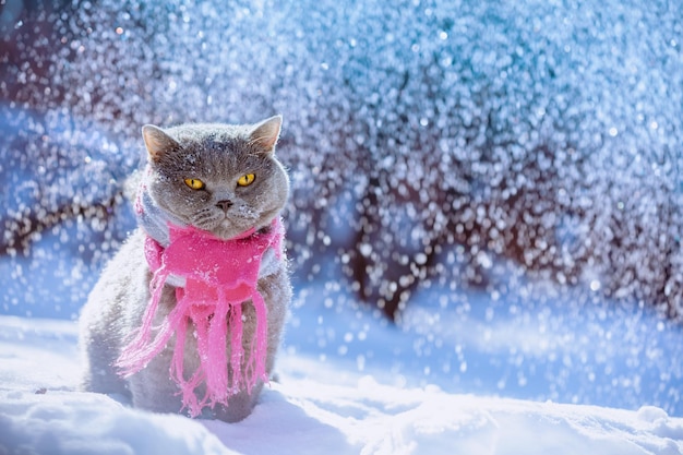 A Blue British Shorthair cat in a knitted scarf sits in the snow during a snowfall