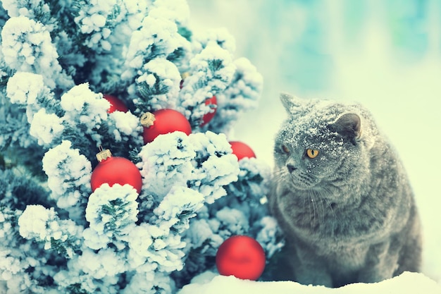 Blue British Shorthair cat sitting outdoor in snow near fir tree with Christmas decoration