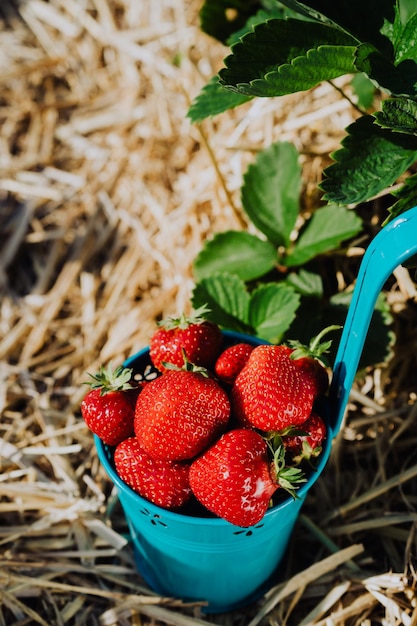 Blue bucket full of fresh pick strawberries Strawberry field on sunny day Green foliage