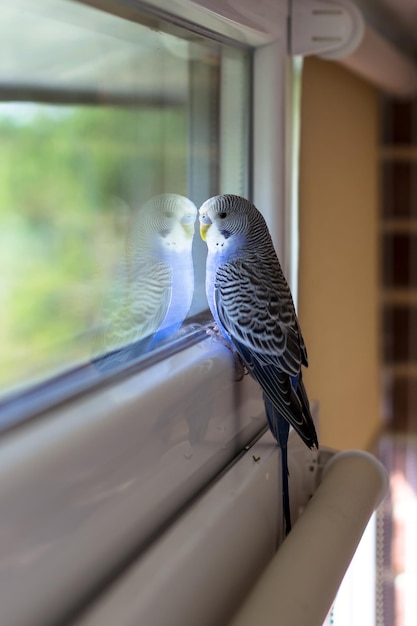 A blue budgerigar looks out the window A parrot on the balcony