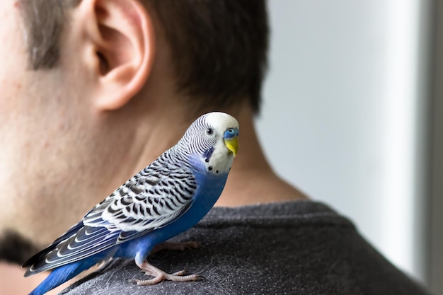 A blue budgerigar on the shoulder of the owner Pet