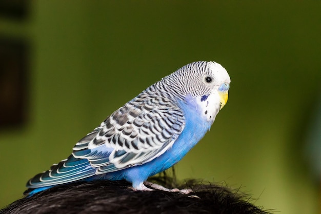 Blue budgerigar sits on its head