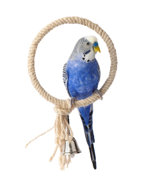 Blue budgie isolated on white background Budgerigars bird or wavy parrot