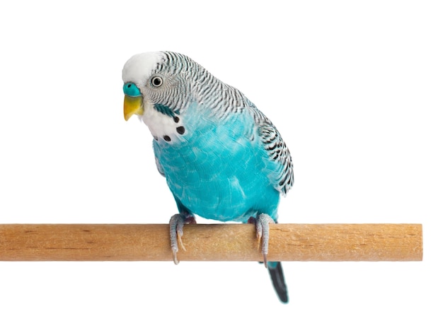 흰색 배경에 고립 된 파란색 budgie 사랑 앵무 새 또는 물결 모양의 앵무새