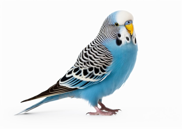 Голубой попугай изолирован на белом фоне