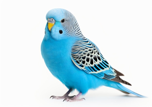 Blue budgie isolated on white background