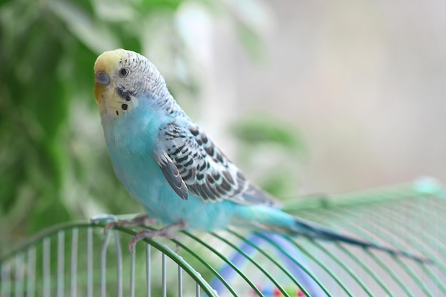 A blue budgie sits on a cage Soft focus Veterinary medicine Treatment of birds and animals