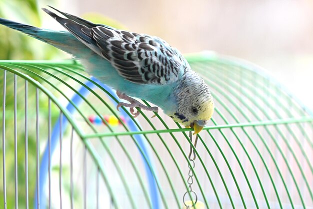 A blue budgie sits on a cage Soft focus Veterinary medicine Treatment of birds and animals