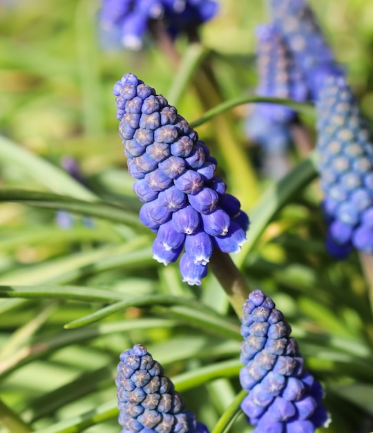 Blue buds flowers muscari armeniacum or grape hyacinth