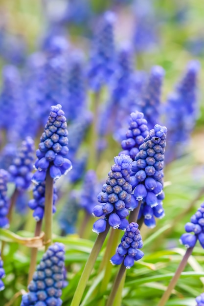 Синие бутоны цветов muscari armeniacum или виноградный гиацинт