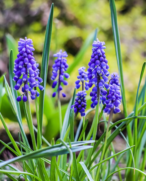 푸른 꽃 봉오리 꽃 무스카리 아르메니아쿰 또는 포도 히아신스