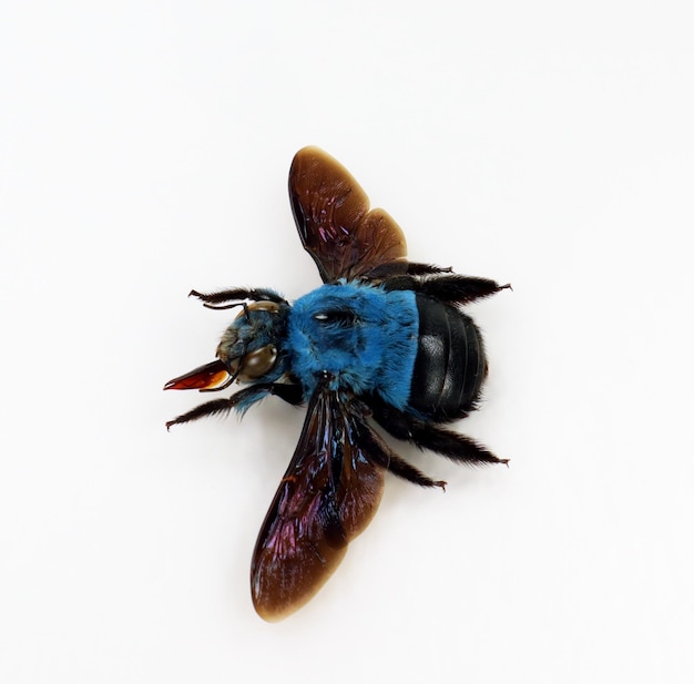 Синий шмель, изолированные на белом фоне. Xylocopa caerulea макрос крупным планом, коллекционные насекомые, перепончатокрылые