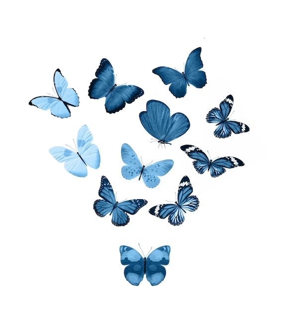 Blue butterflies isolated on white background. tropical moths. insects for design. watercolor paints