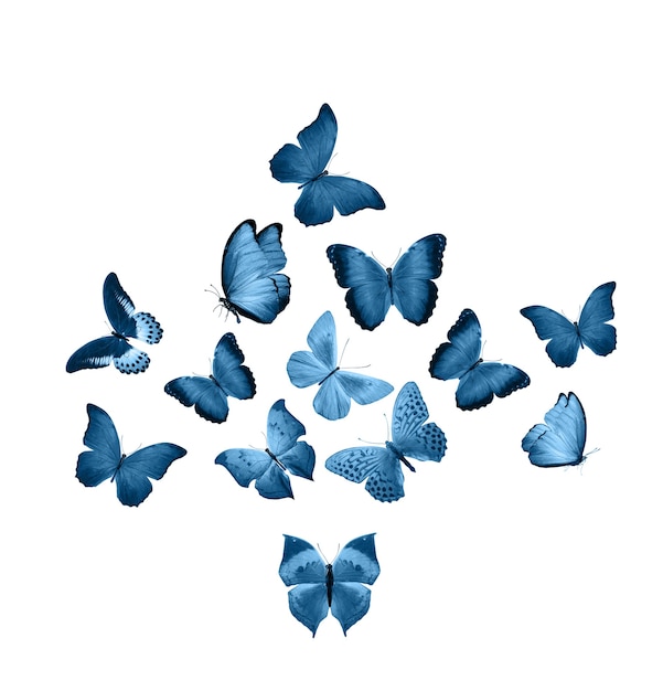 Blue butterflies isolated on white background. tropical moths. insects for design. watercolor paints