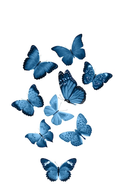 Blue butterflies isolated on white background. tropical moths