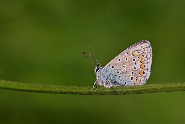 a blue butterfly on a blade of grass