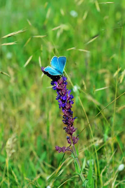 Photo blue butterfly on flower