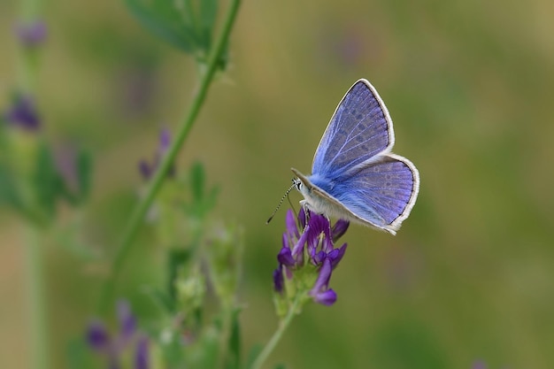 Farfalla blu su un fiore