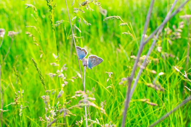 緑の草の背景に青い蝶