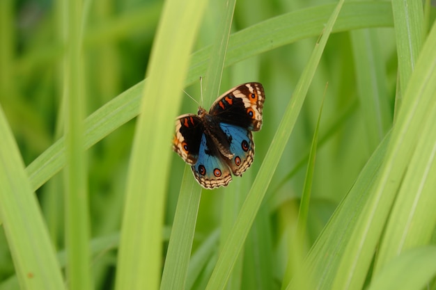 blue butterfly and green grass