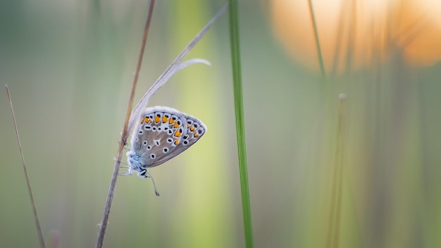 a blue butterfly is on a blade of grass with the sun behind it