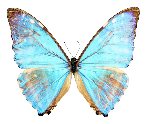 Blue butterfly isolated on white. Iridescent pearl Morpho aurora macro close up, collection insects