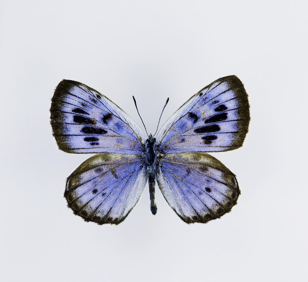 Blue butterfly isolated on white. maculinea arionides macro\
close up, collection butterflies lycaena