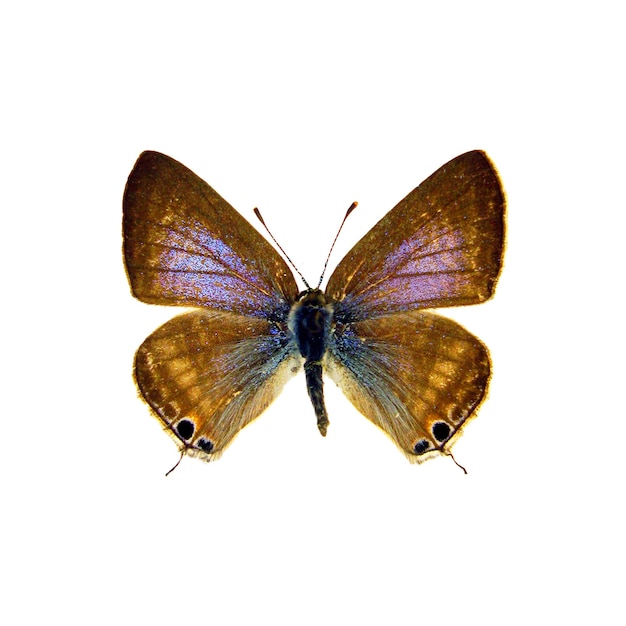 Blue butterfly isolated on white. Nice insect Lampides boeticus macro close up, collection