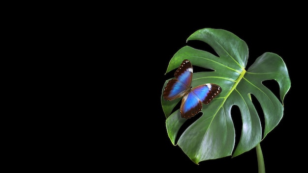 A blue butterfly sits on a leaf with a black background.