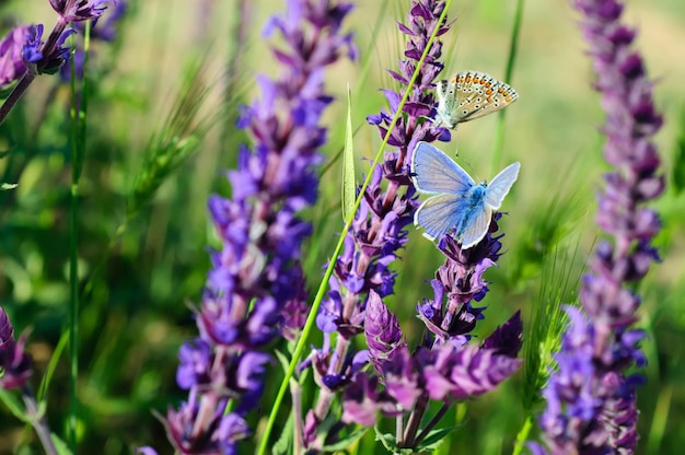 牧草地のすみれ色の花に座っている青い蝶
