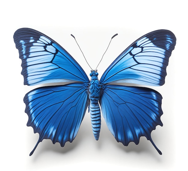 Blue Butterfly on White Background