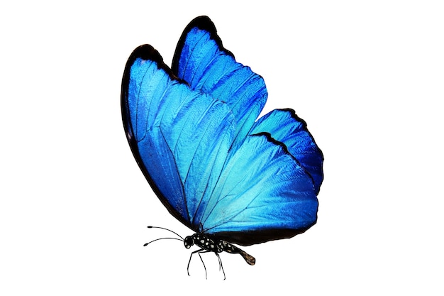 Blue butterfly with legs and antennae isolated on white
