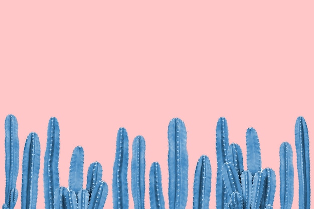 Cactus blu su sfondo rosa