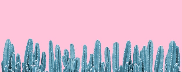 Blue cactus plants on pink background