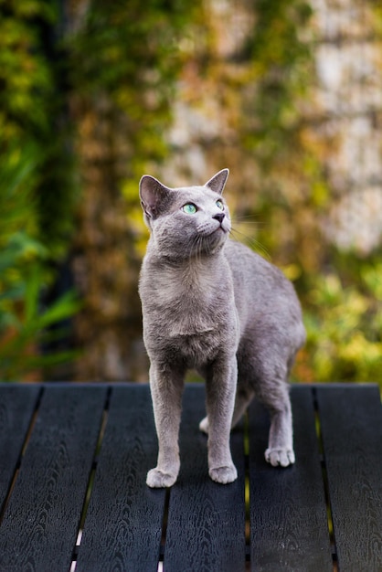 庭に座っている緑の背景の木製のテーブルに座っている青い猫